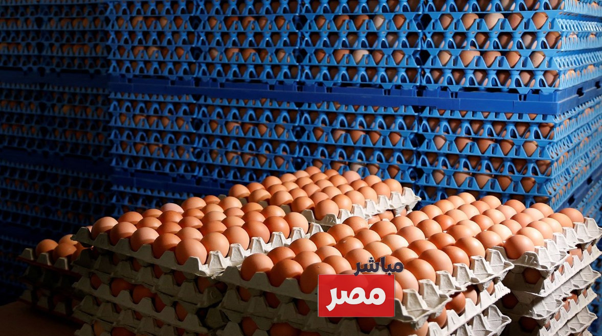 سعر كرتونة البيض اليوم