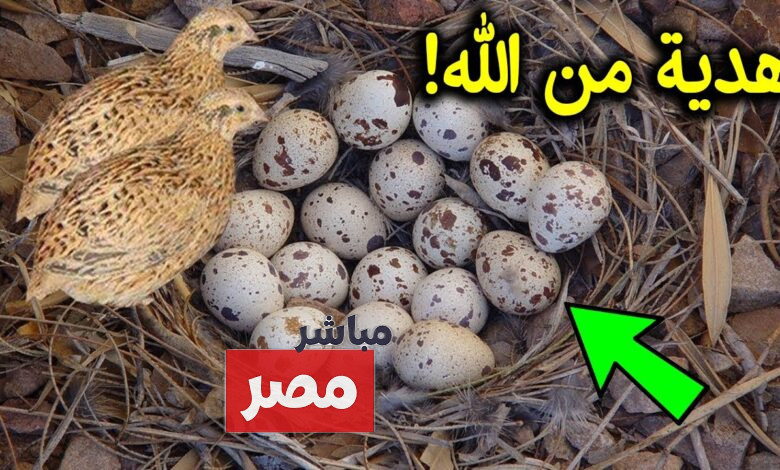 فوائد بيض السمان للأطفال