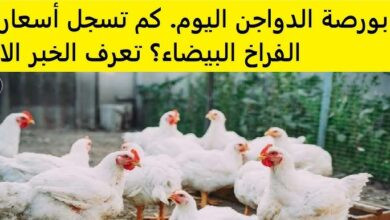 بورصة الدواجن اليوم أسعار الفراخ البيضاء
