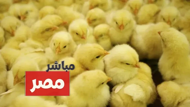 سعر الكتكوت الابيض اليوم