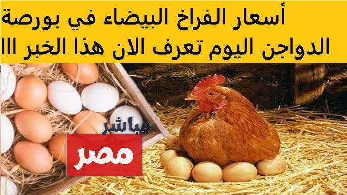 بورصة الدواجن اليوم أسعار الفراخ البيضاء