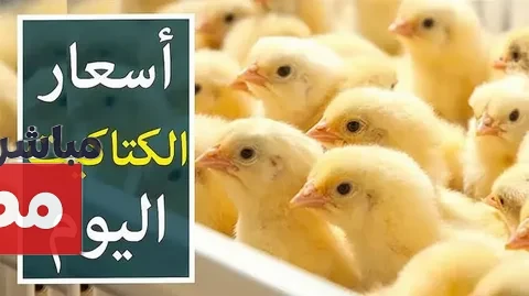 سعر الكتكوت الابيض اليوم