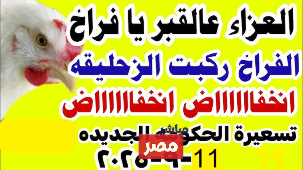 بورصة الدواجن اليوم أسعار الفراخ البيضاء