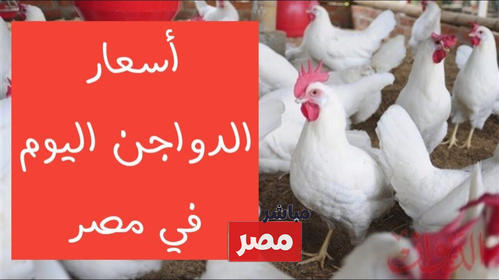 أسعار الفراخ البيضاء اليوم