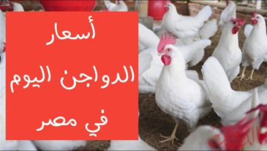 بورصة الدواجن اليوم أسعار الفراخ البيضاء