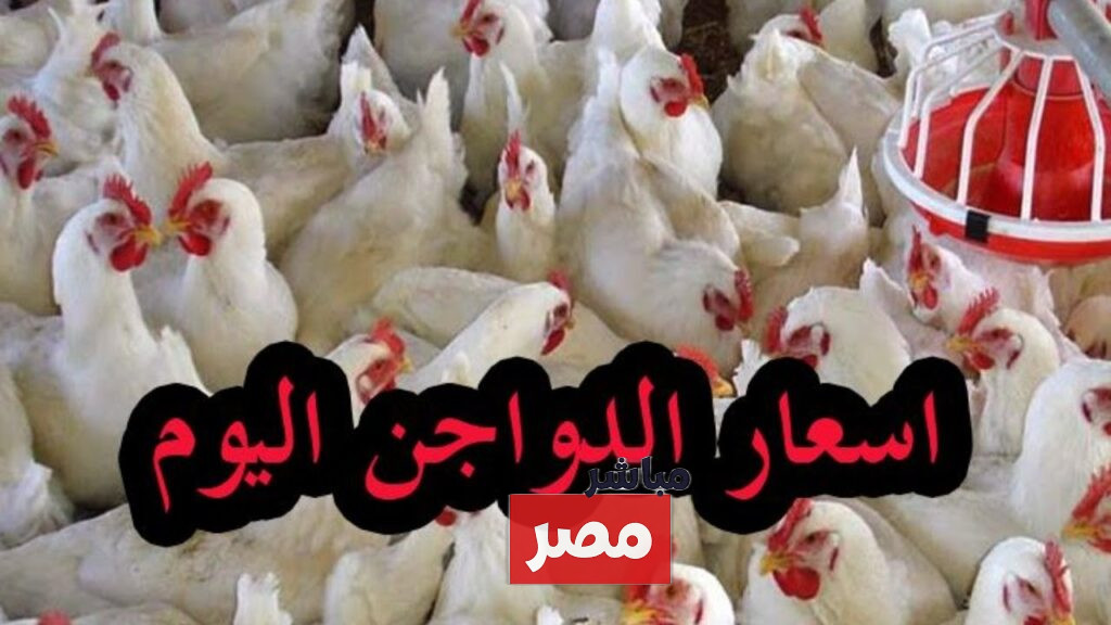 بورصة الدواجن اليوم أسعار الفراخ البيضاء