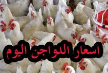 بورصة الدواجن اليوم أسعار الفراخ البيضاء