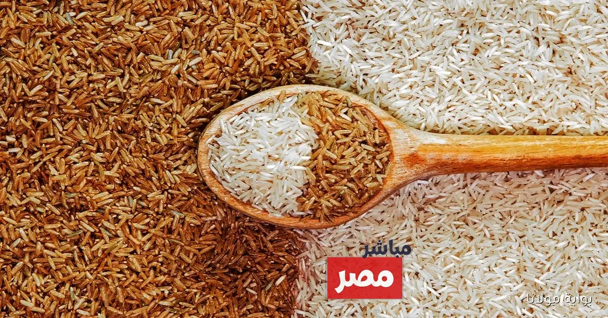 أسعار الأرز الشعير اليوم