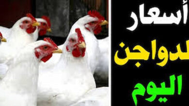 بورصة الدواجن اليوم أسعار الفراخ البيضاء