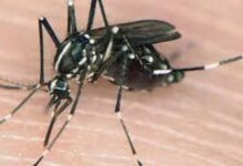 حشرة ذبابة الرمل الاسود