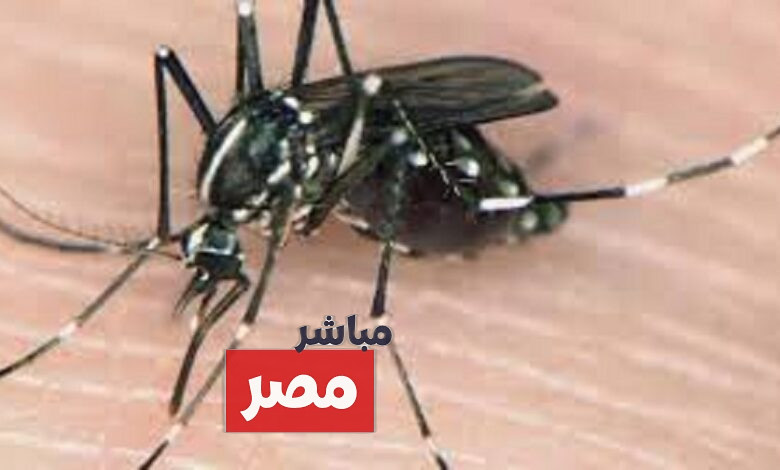 حشرة ذبابة الرمل الاسود