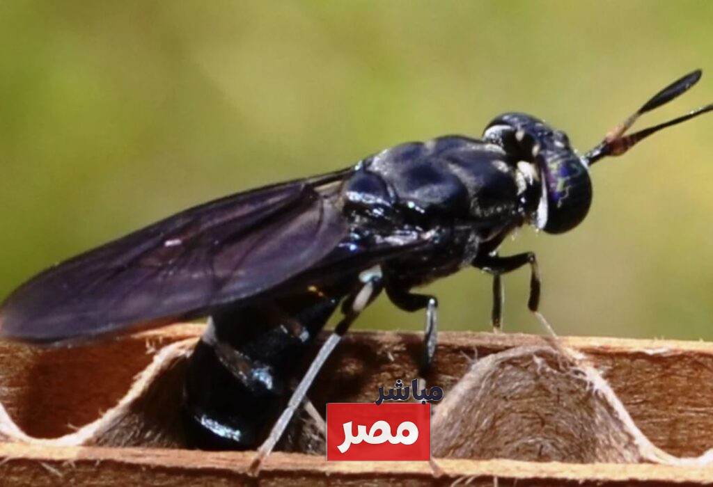 حشرة ذبابة الرمل الاسود
