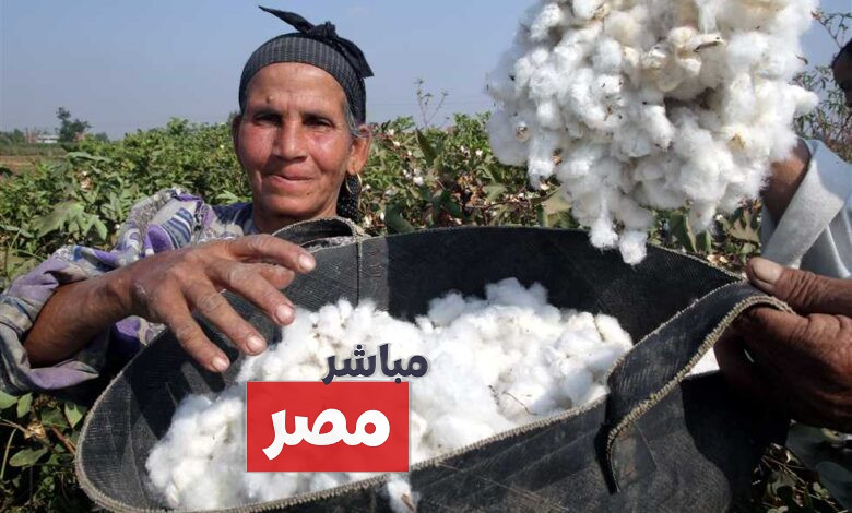 سعر قنطار القطن اليوم