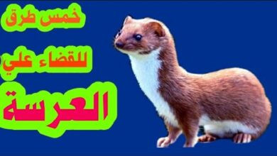 أسباب وجود العرسة في البيت