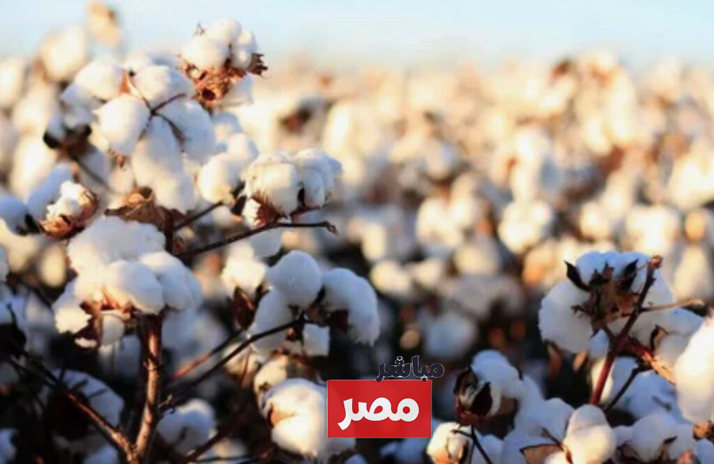سعر قنطار القطن اليوم
