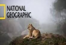 تردد قناة ناشيونال جيوغرافيك نايل سات 2026