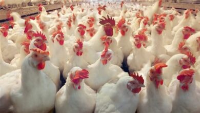 بورصة الدواجن اليوم أسعار الفراخ البيضاء