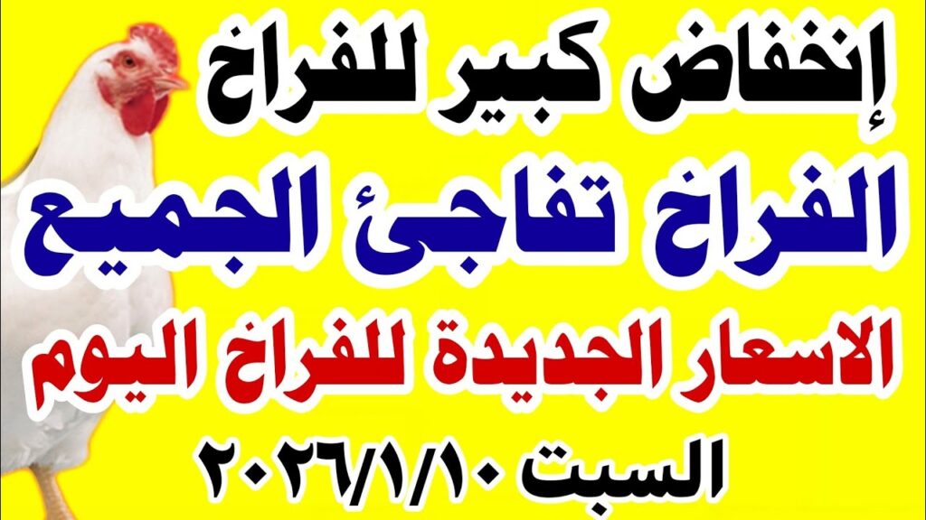 بورصة الدواجن اليوم أسعار الفراخ البيضاء
