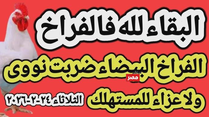 سعر الكتكوت الأبيض اليوم الثلاثاء