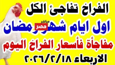 سعر كيلو الفراخ البيضاء اليوم