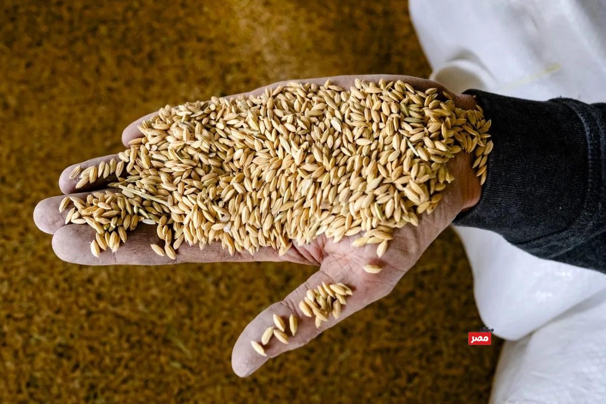سعر طن الأرز الشعير اليوم