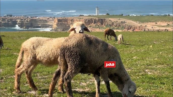 موعد عيد الأضحى المبارك