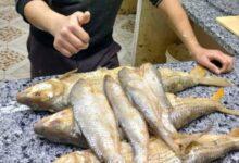 اسعار الرنجة والفسيخ